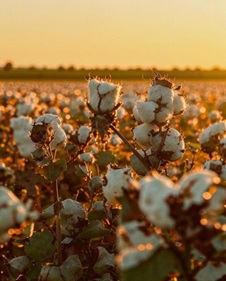 Хлопковая ткань